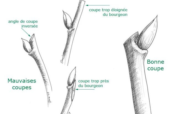 Schéma montrant comment bien tailler au-dessus du bourgeons © Espace pour la Vie